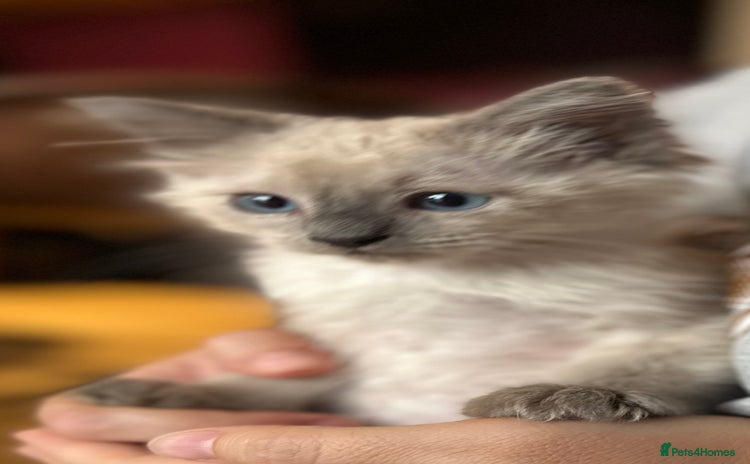 Birman cats - Advert 16
