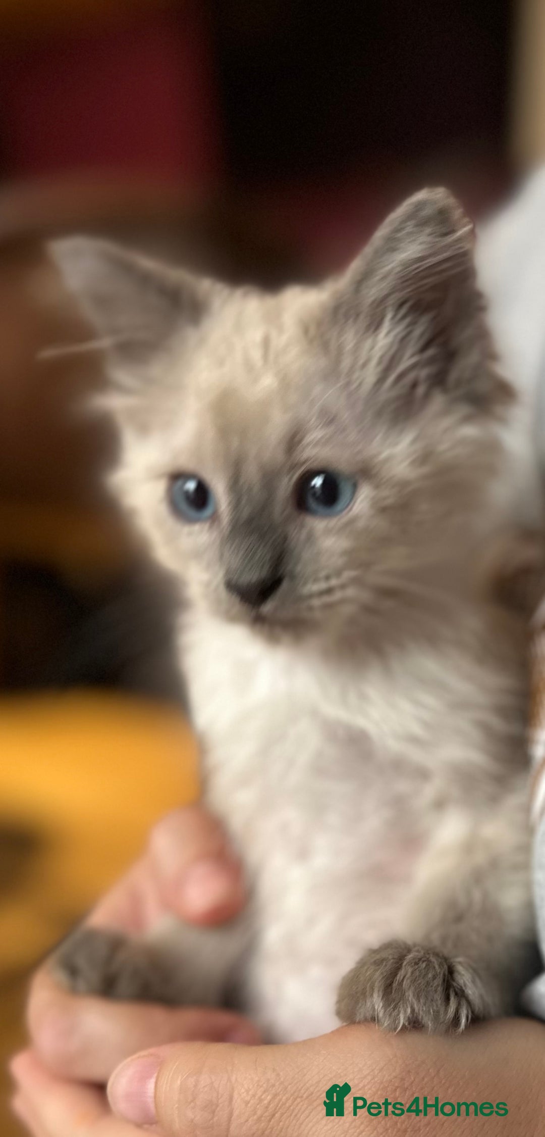 Birman cats for sale: Birman Kitten 2 - Birman kittens  - Image 1