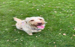 Labradoodle dogs for sale: Miniature Labradoodle - Image 1