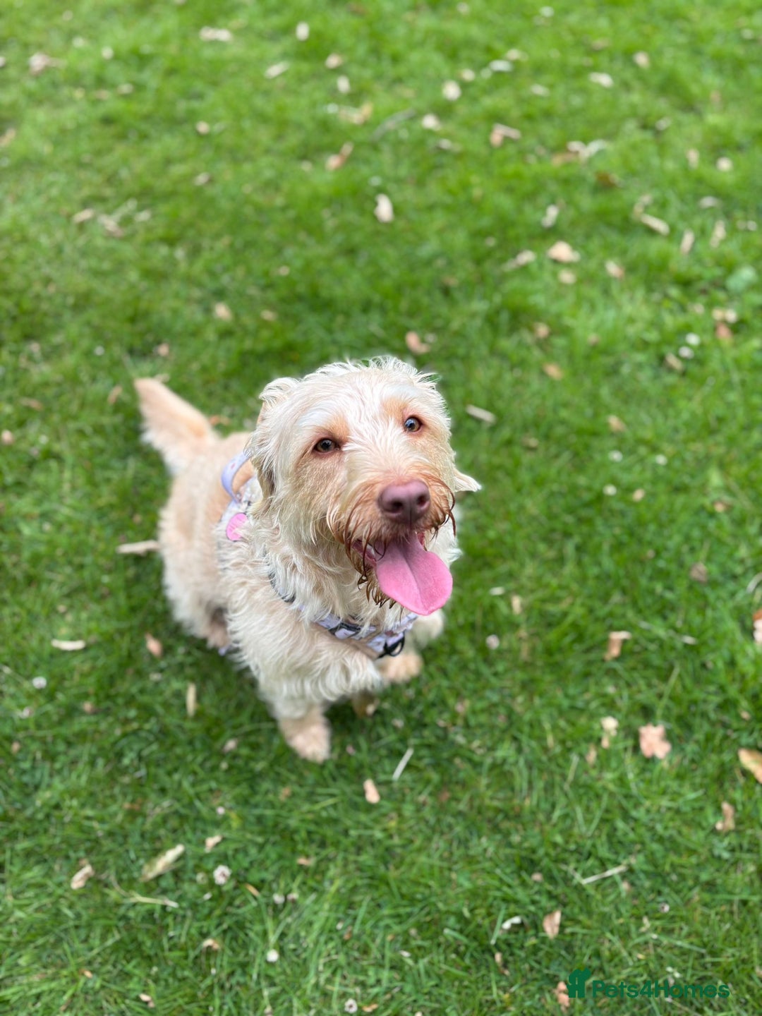 Labradoodle dogs for sale: Miniature Labradoodle - Image 1