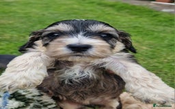 Cockapoo dogs for sale: Cockapoo puppies, ready to leave today.  in Otley - Image 3