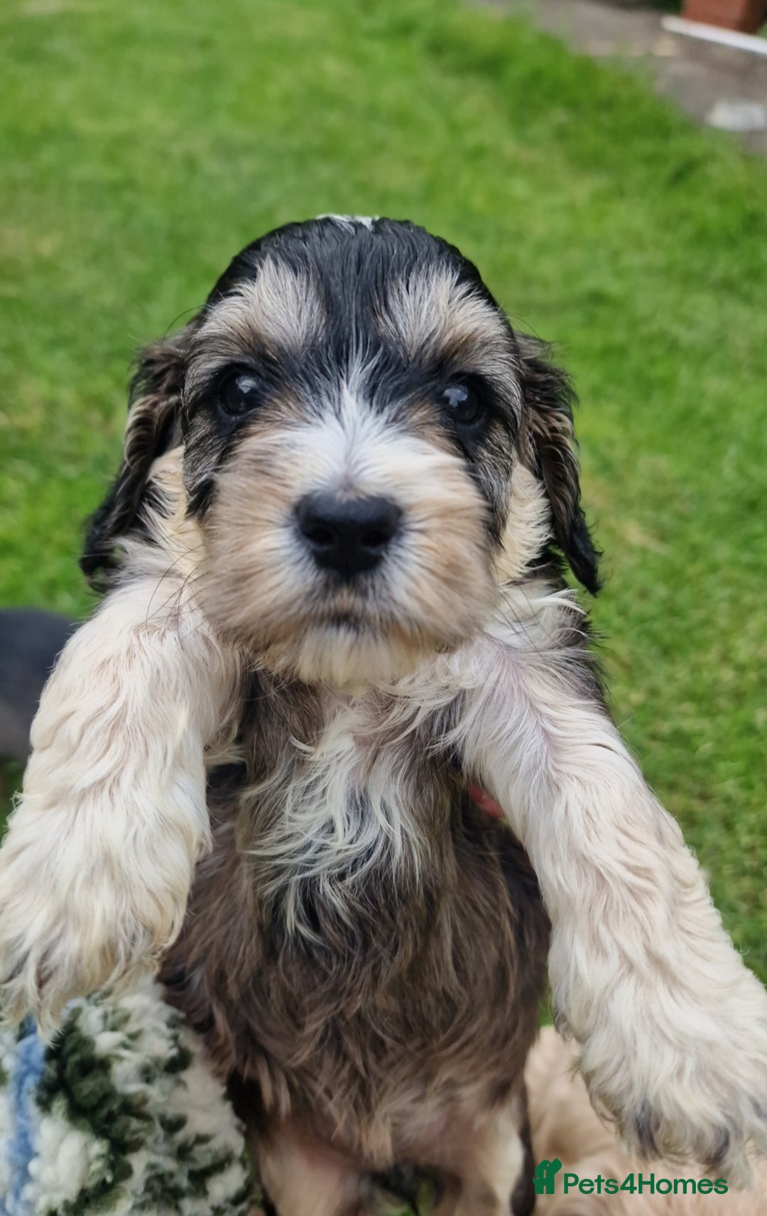 Cockapoo dogs for sale: Cockapoo puppies, ready to leave today.  in Otley - Image 3