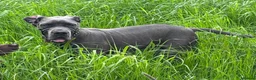 Great Dane dogs for sale: Blue Great Dane Male - Advert 1