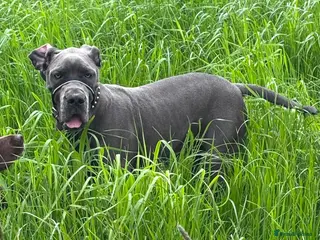 Great Dane dogs Blue Great Dane Male - Advert 1