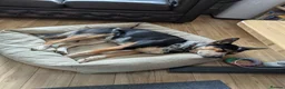 Australian Cattle Dog dogs for stud: Australian Cattle Dog "blue heeler" for stud in Bath - Advert 4
