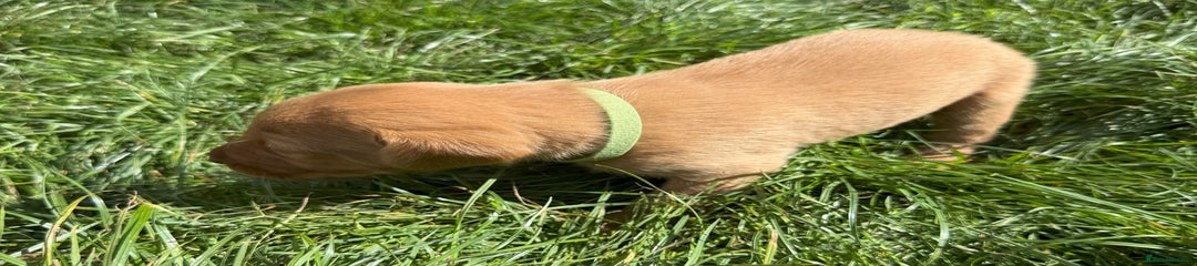 Labrador Retriever Puppy 2
