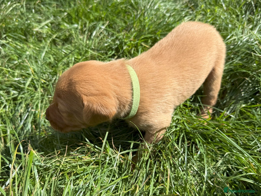 Labrador Retriever dogs for sale: Fox Red Puppies for Sale - Image 12