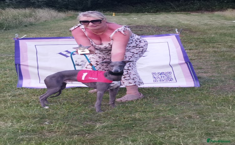Whippet dogs - Advert 2
