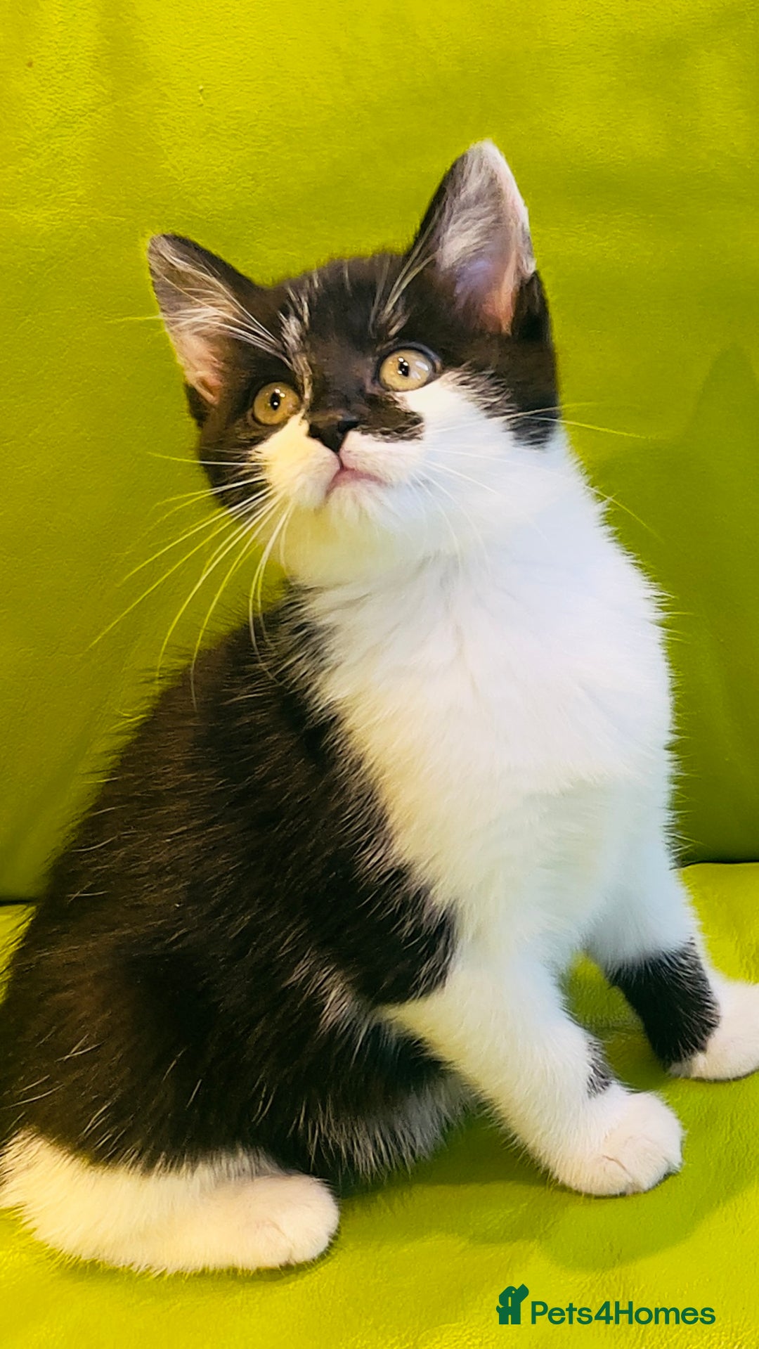 Mixed Breed cats for sale: Wonderful ,healthy clever village Kittens for sale - Advert 22