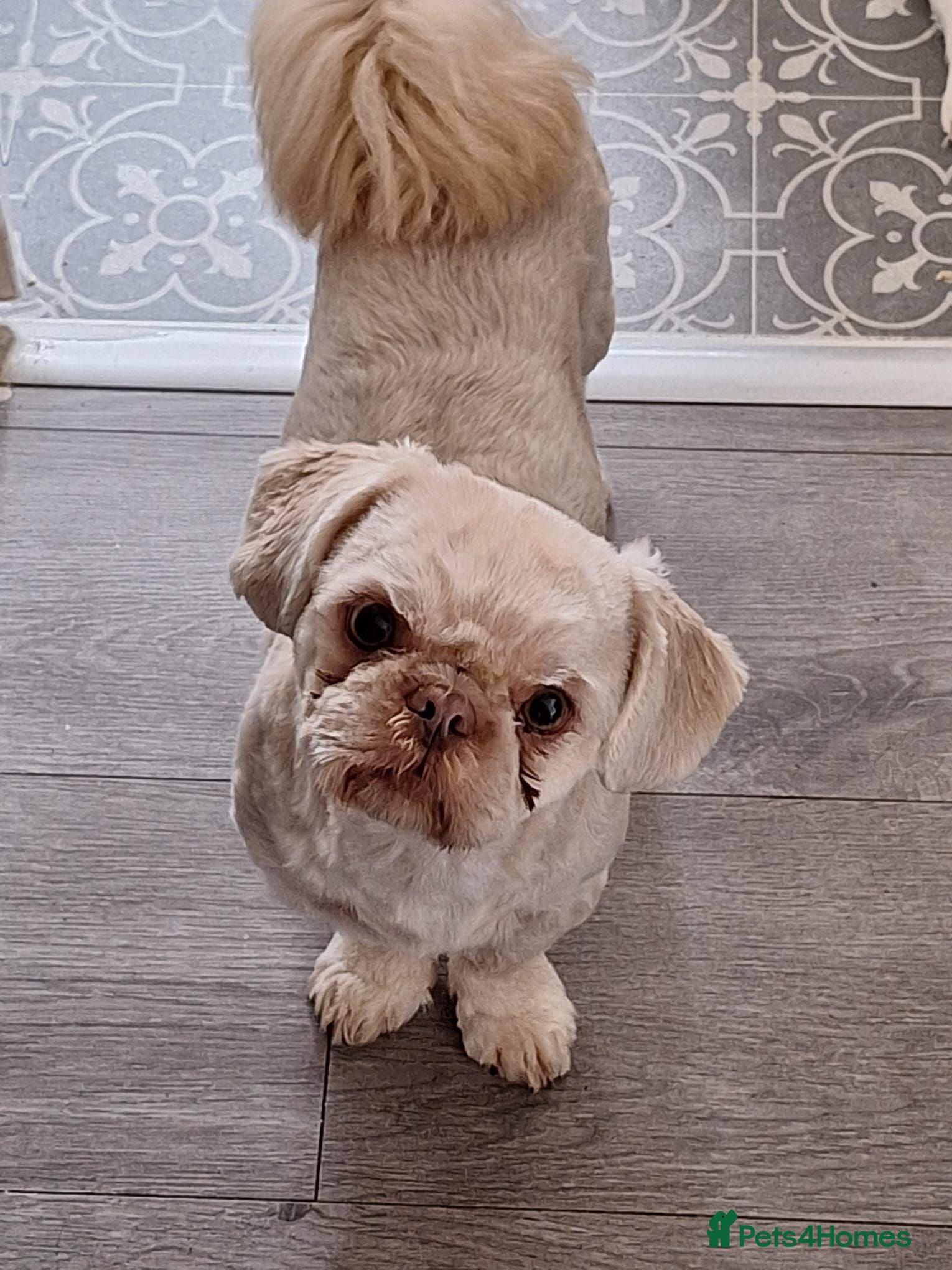 Shih Tzu dogs Gorgeous stud dog  - Advert 1