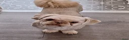 Shih Tzu dogs for stud: Gorgeous stud dog  - Advert 1