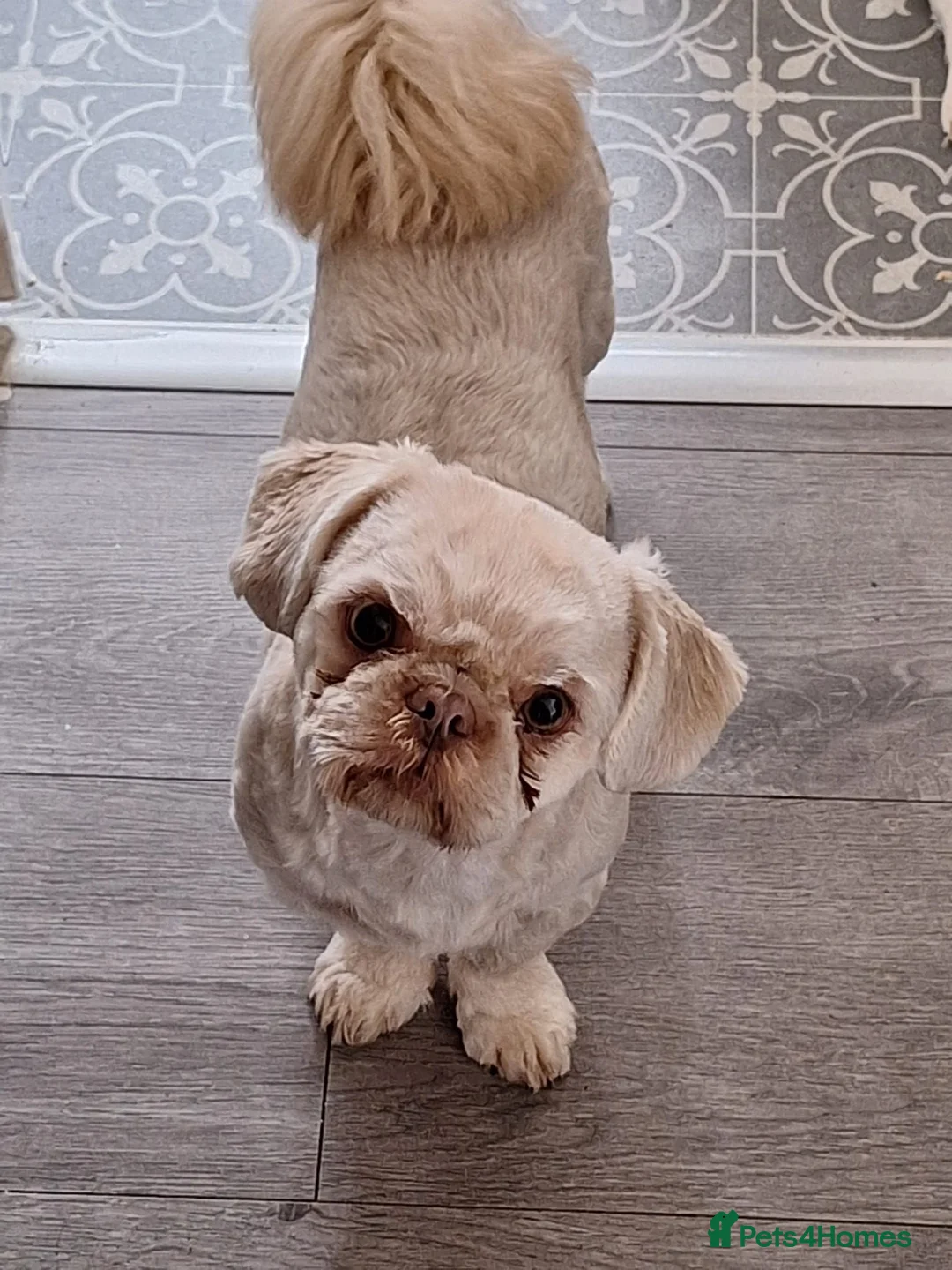 Shih Tzu dogs for stud: Gorgeous stud dog  - Advert 1