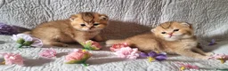 British Shorthair cats for sale: 💖GOLDEN, TABBY, COLOURPOINT BSH KITTENS💖 - Advert 12