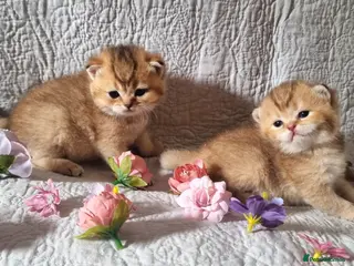 British Shorthair cats 💖GOLDEN, TABBY, COLOURPOINT BSH KITTENS💖 - Advert 8