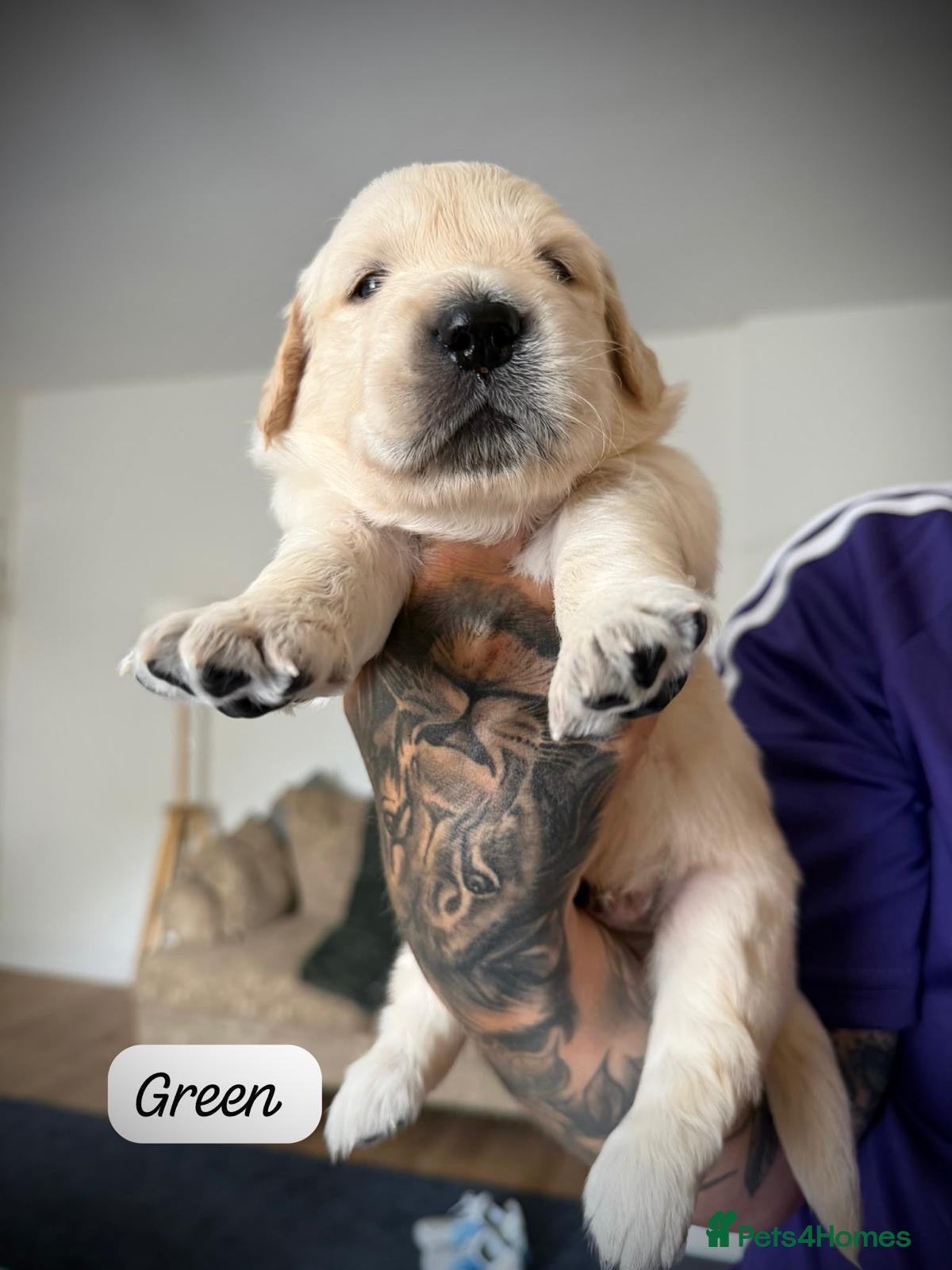 Golden Retriever dogs GOLDEN RETRIEVER PUPPIES - Advert 3