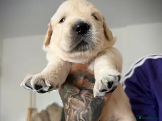 Golden Retriever dogs GOLDEN RETRIEVER PUPPIES - Advert 3