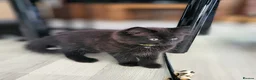 Maine Coon cats for sale: Maine Coon x kittens available now! - Advert 5