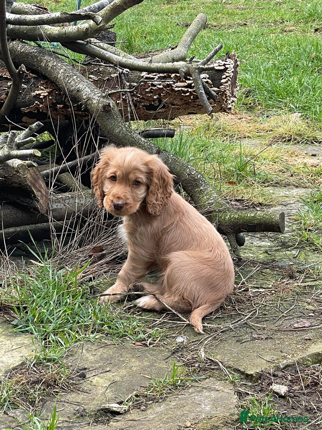 Cocker Spaniel dogs for stud: KC Reg Health Tested Show Cocker Spaniel for Stud in Reading - Advert 4