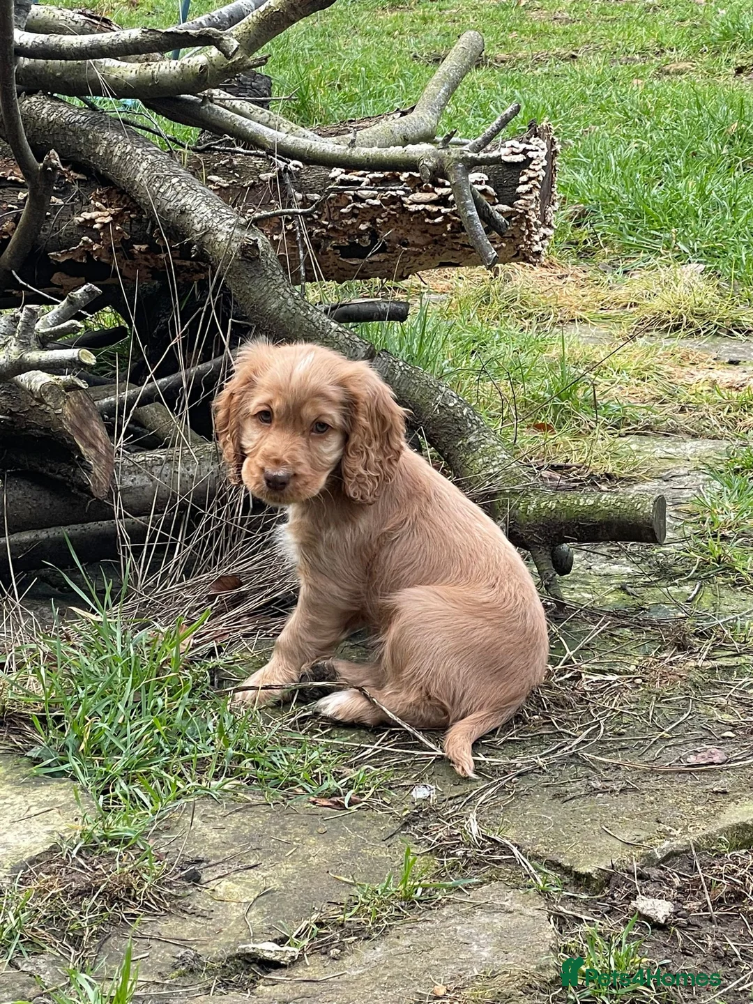 Cocker Spaniel dogs for stud: KC Reg Health Tested Show Cocker Spaniel for Stud in Reading - Advert 4