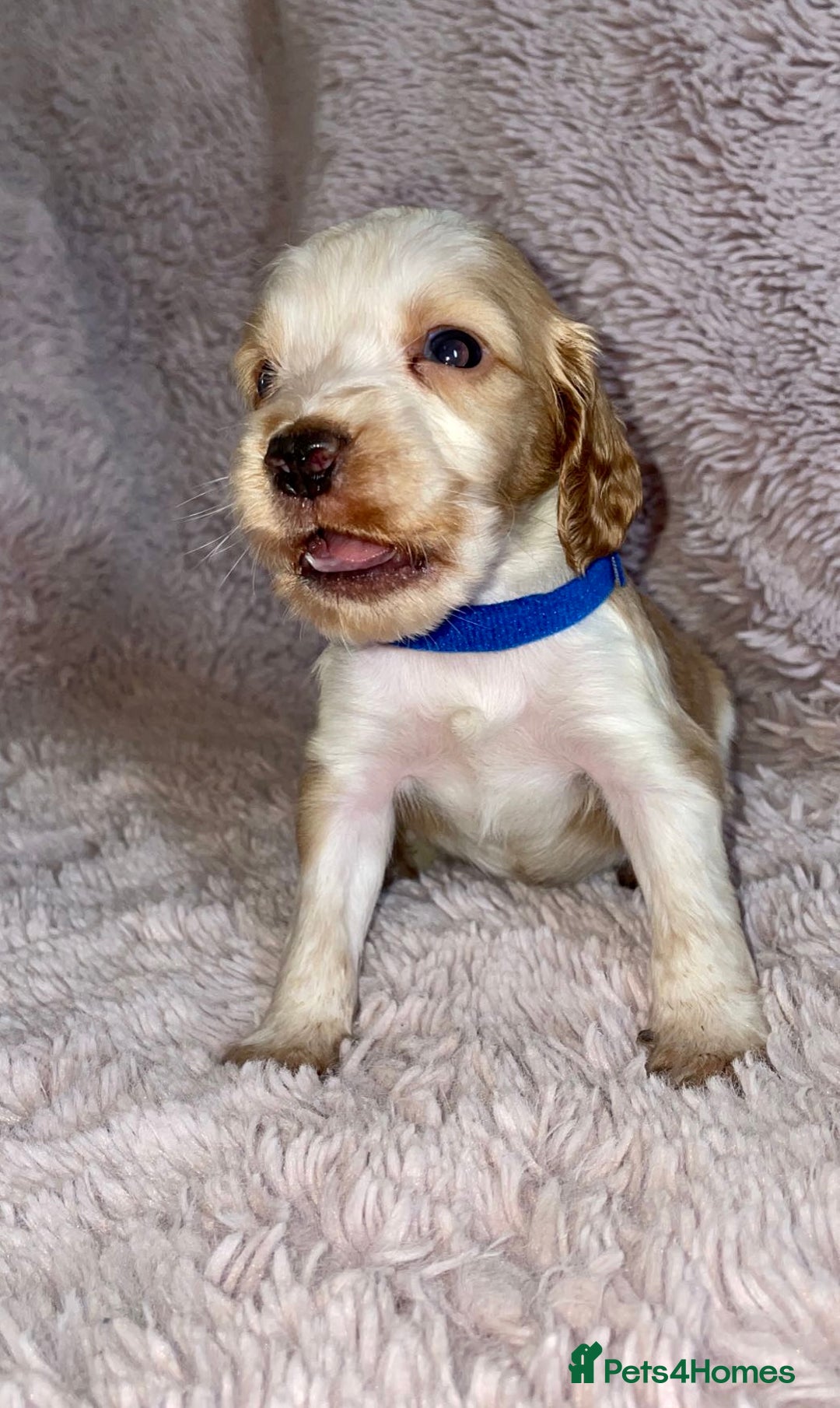 Cocker Spaniel dogs for sale: Stunning Cocker Spaniel Pups - Image 7