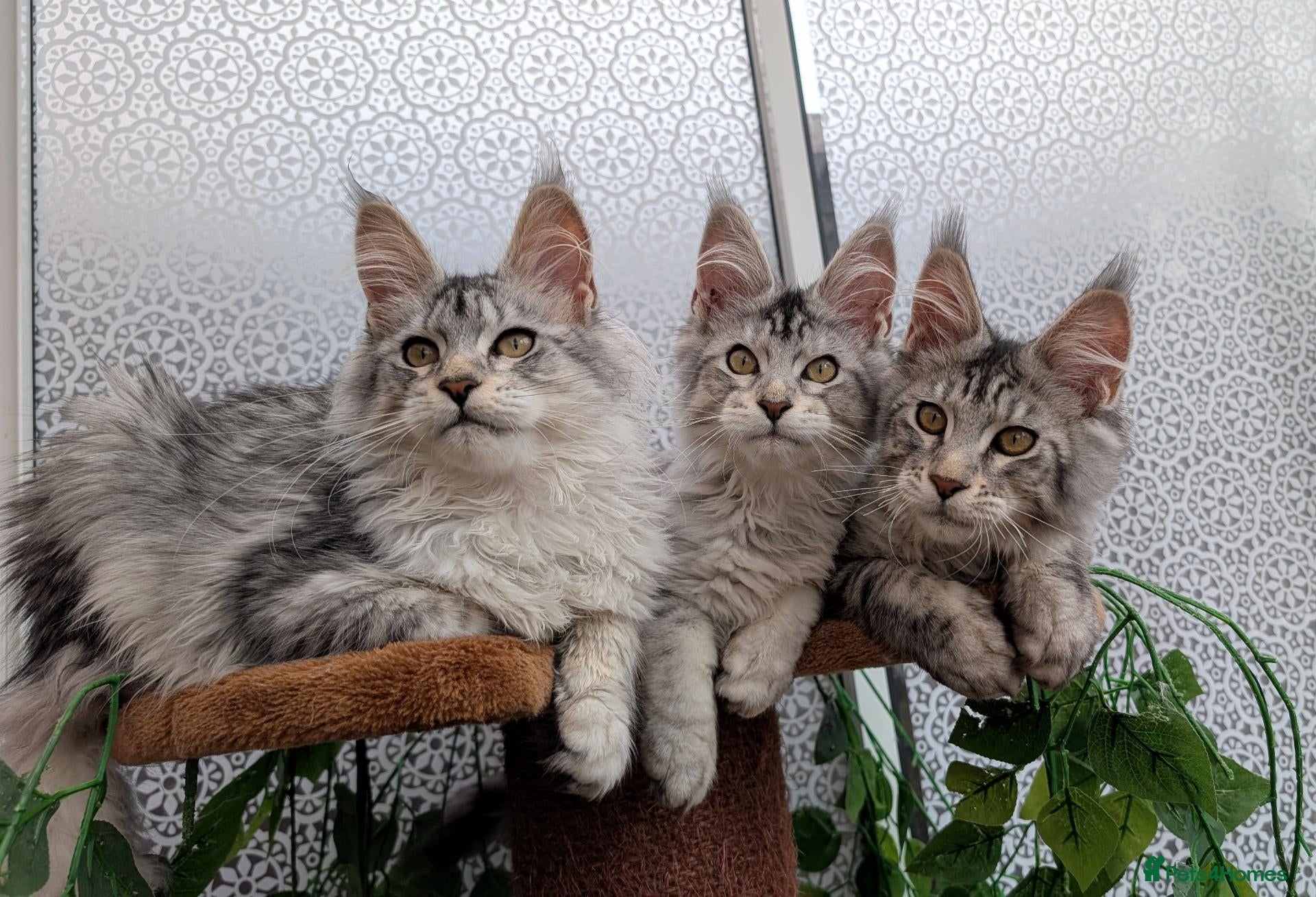 Maine Coon cats Stunning Maine coon kittens  - Advert 12
