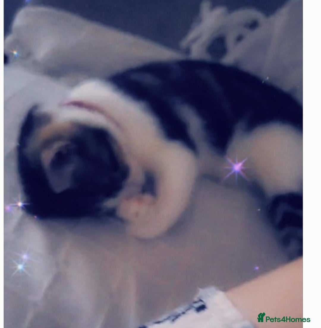 American Shorthair cats for sale: Angel  - Image 1