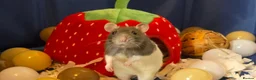 Rat rodents for sale: Lovley rats  in Bridgwater - Advert 4