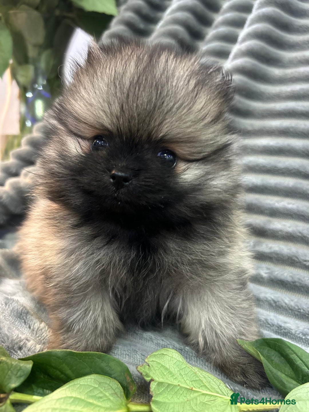 Pomeranian dogs for sale: Show quality tiny beautiful show stopper poms 💙🩷 - Advert 4