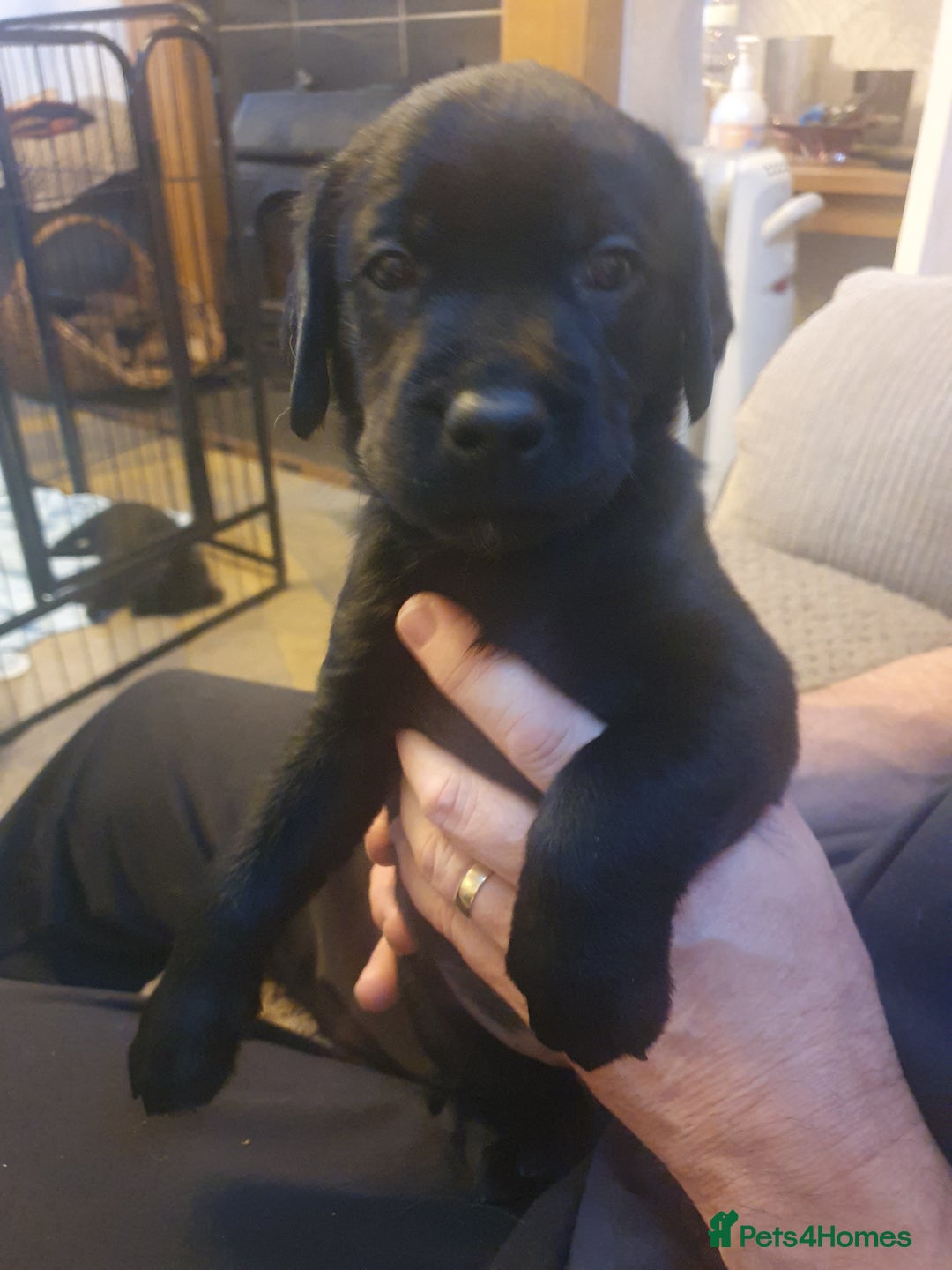 Labrador Retriever dogs for sale: labrador pups for sale home reared - Advert 17