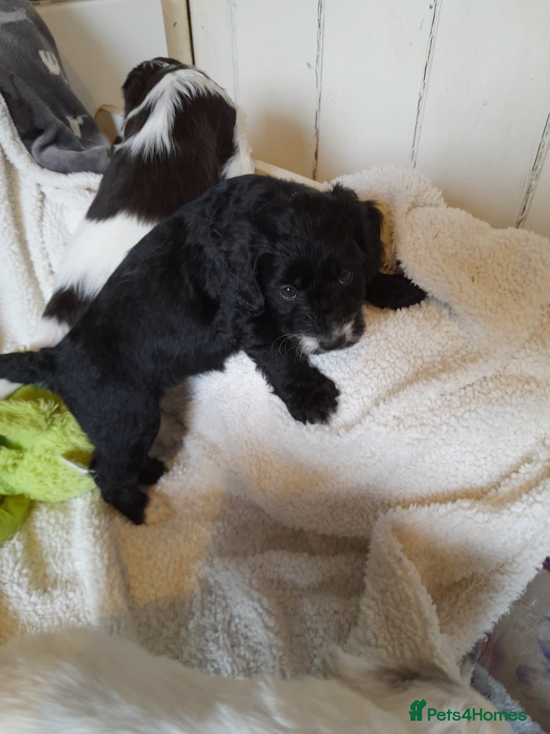Sproodle dogs for sale: Gorgeous Sproodle pups. - Advert 6