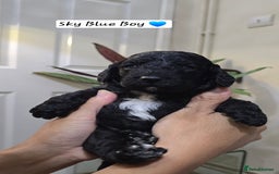 Cockapoo dogs for sale: Cockapoo Puppies Extensive Health Tested - Image 12