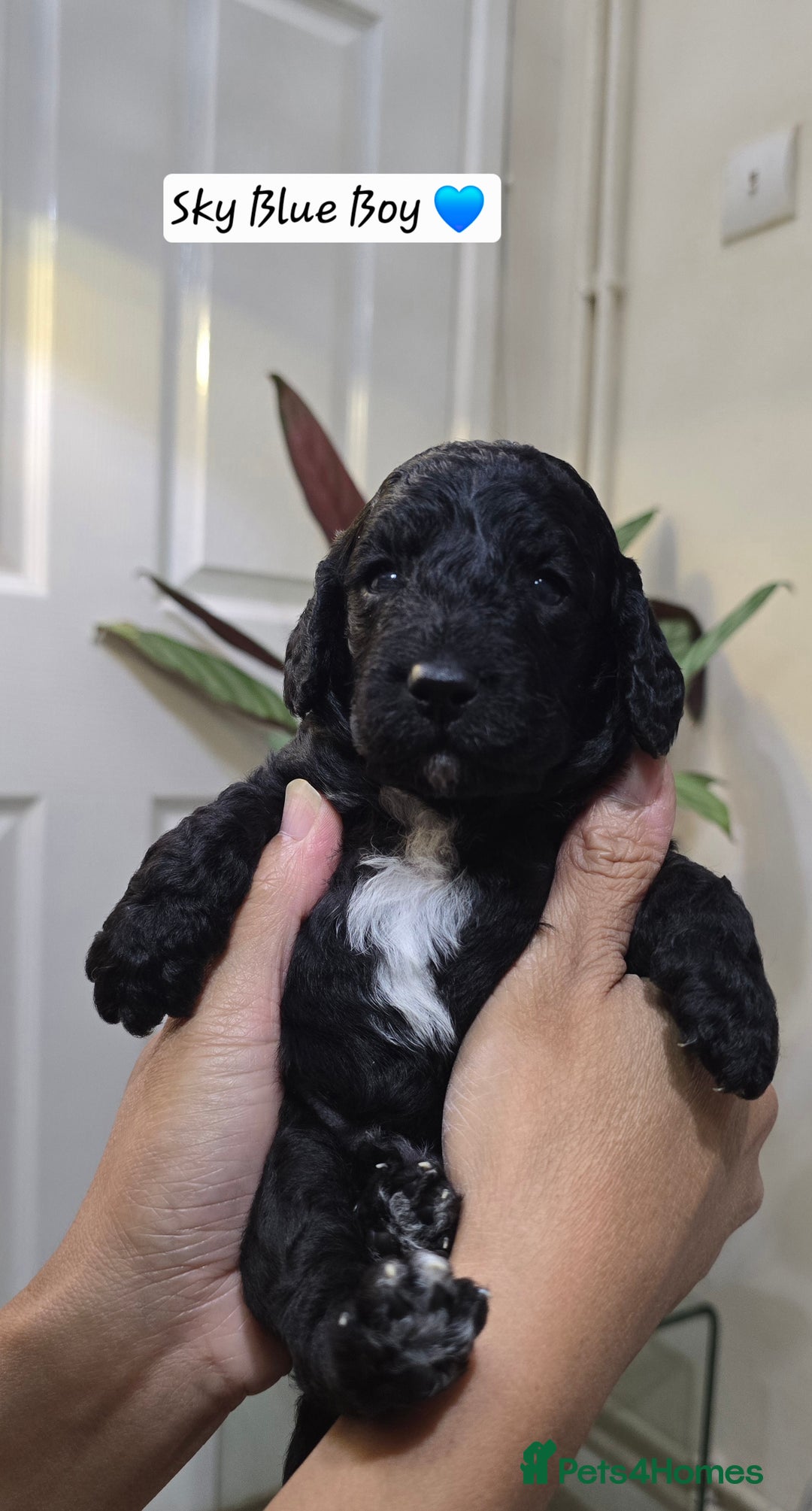 Cockapoo dogs for sale: Cockapoo Puppies Extensive Health Tested - Image 12