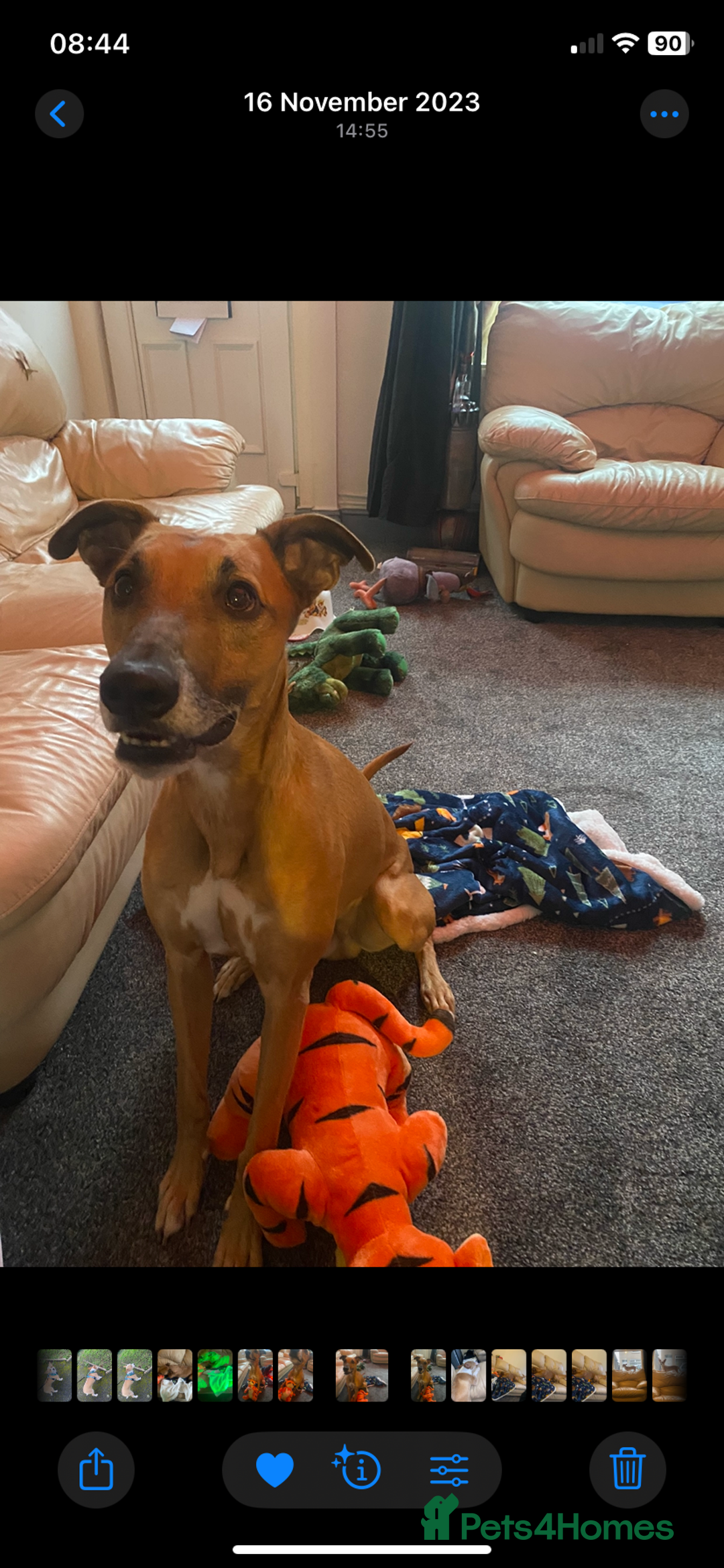 Greyhound dogs for sale: Bull greyhound for rehoming  - Advert 4