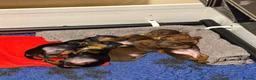 Miniature Dachshund dogs for sale: KC registered miniature shorthaired Dachshunds - Advert 3
