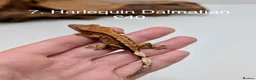 Gecko reptiles for sale: Stunning Mixed Morph Crested Gecko Babies! - Advert 8