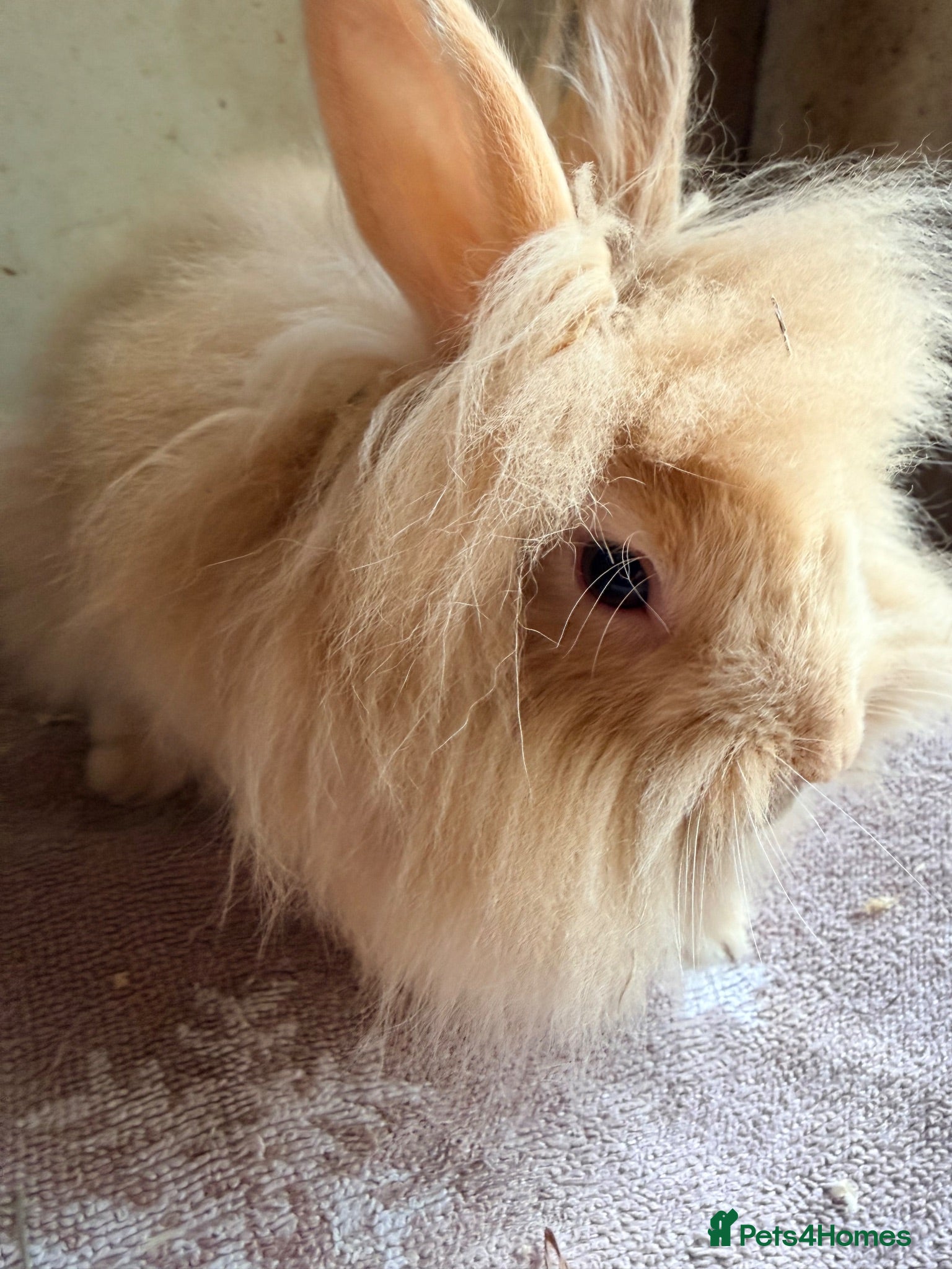 Lionhead rabbits Beautiful Lionheads  - Advert 2