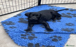 Labrador Retriever dogs for sale: BLACK LABRADOR PUPS - Image 7