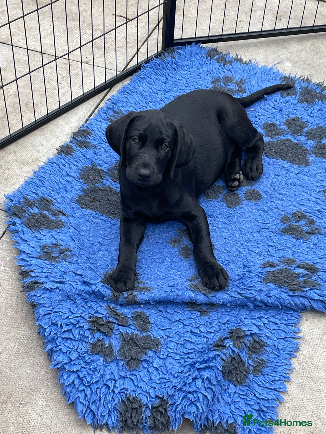 Labrador Retriever dogs for sale: BLACK LABRADOR PUPS - Image 7