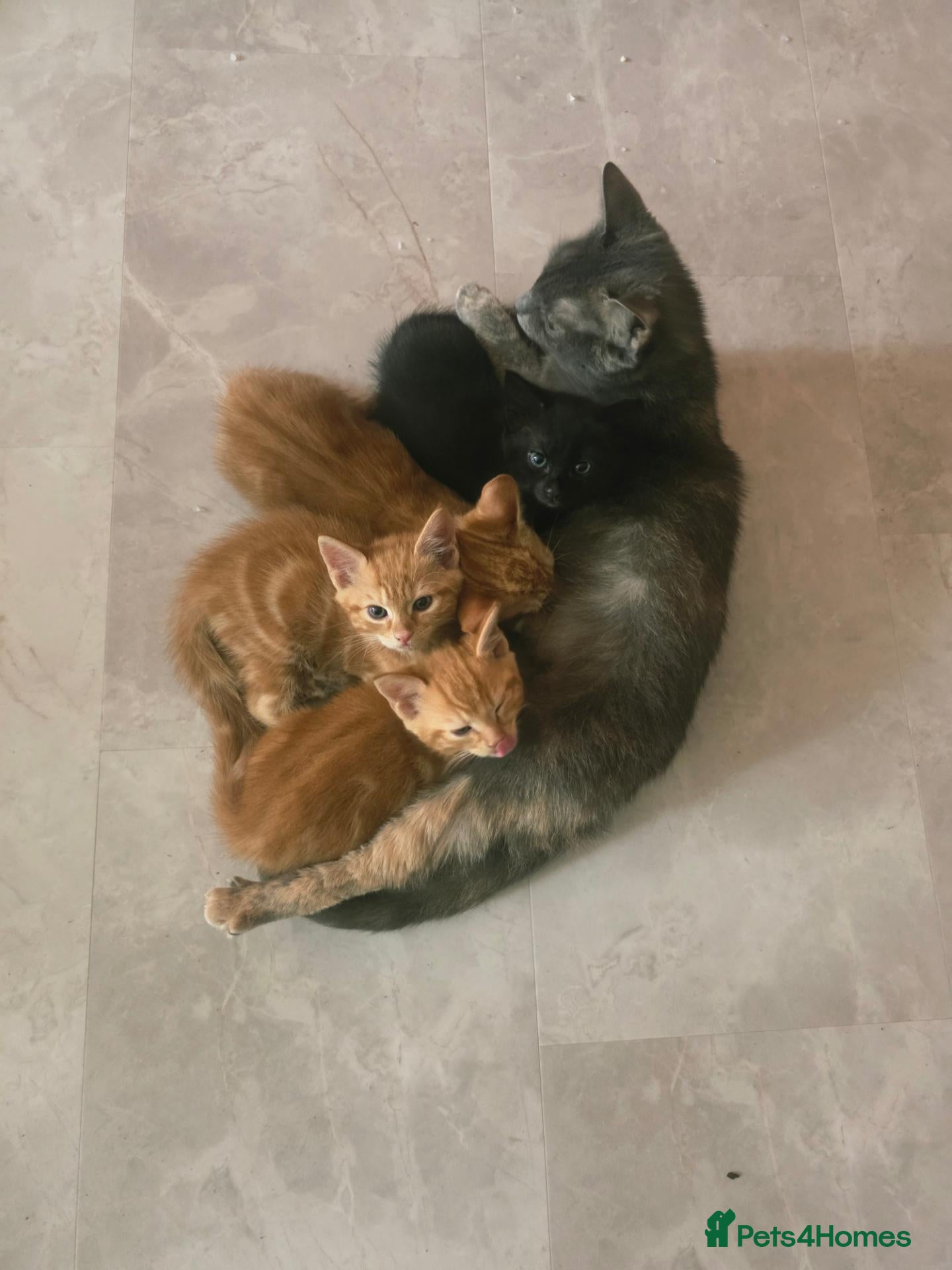 Mixed Breed cats Beautiful Male Kittens  - Advert 5