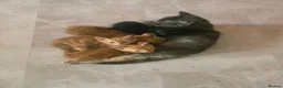 Mixed Breed cats for sale: Beautiful Male Kittens  in Glasgow - Advert 1