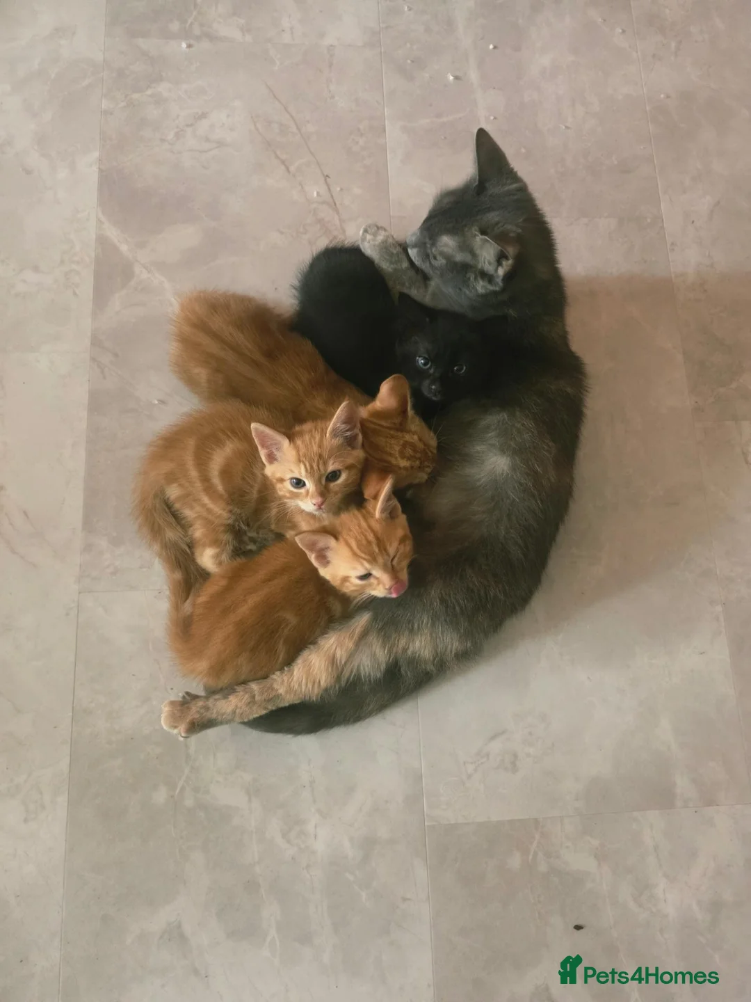 Mixed Breed cats for sale: Beautiful Male Kittens  in Glasgow - Advert 1