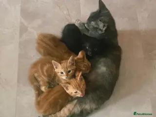 Mixed Breed cats Beautiful Male Kittens - Advert 5