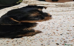 Yorkshire Terrier dogs for sale: 1 Male , Miniature Yorkshire  in Manchester - Image 1
