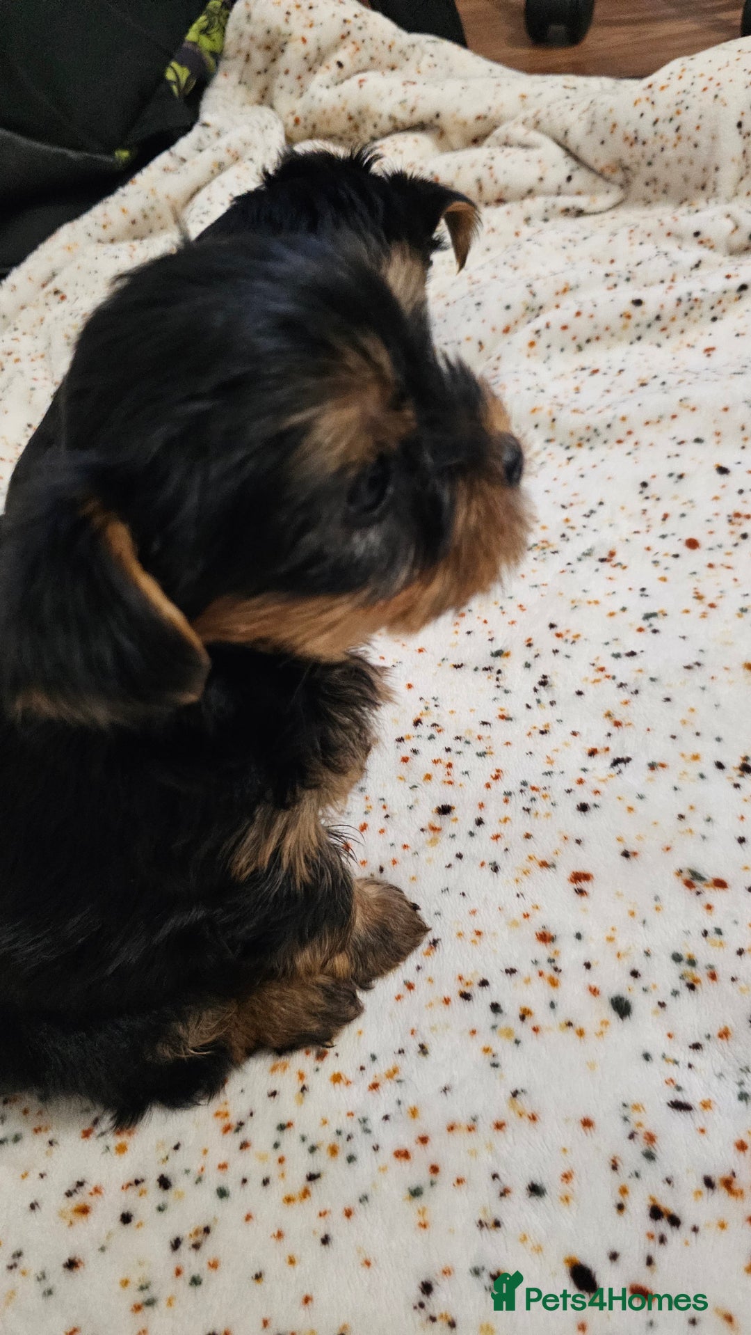Yorkshire Terrier dogs for sale: 1 Male , Miniature Yorkshire  in Manchester - Image 1