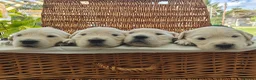 Golden Retriever dogs for sale: Gorgeous English Cream Golden Retriever Puppy's 🐾 - Advert 31