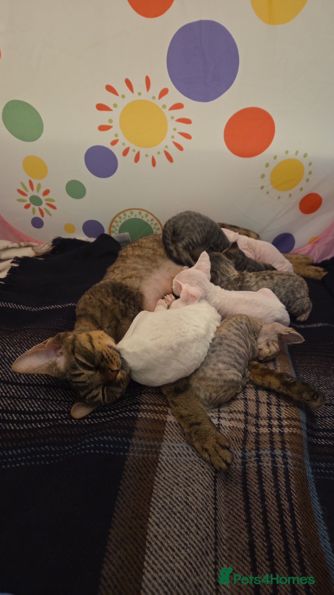 Devon Rex cats for sale: ✨ Beautiful Devon Rex Kittens – GCCF Registered ✨ - Advert 5