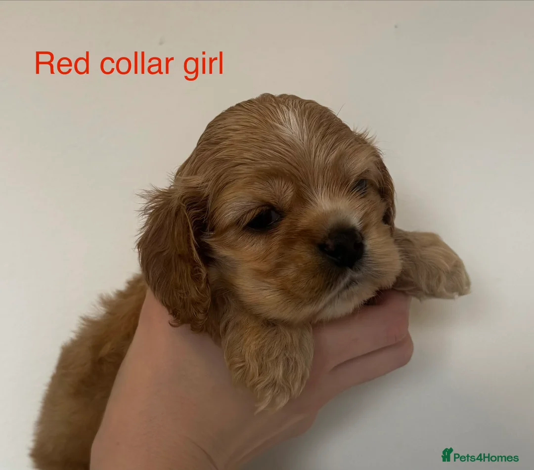 American Cocker Spaniel dogs for sale: 🐾KC, Health tested American cocker spaniels🐾 - Advert 11