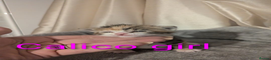 Mixed Breed Kitten 4