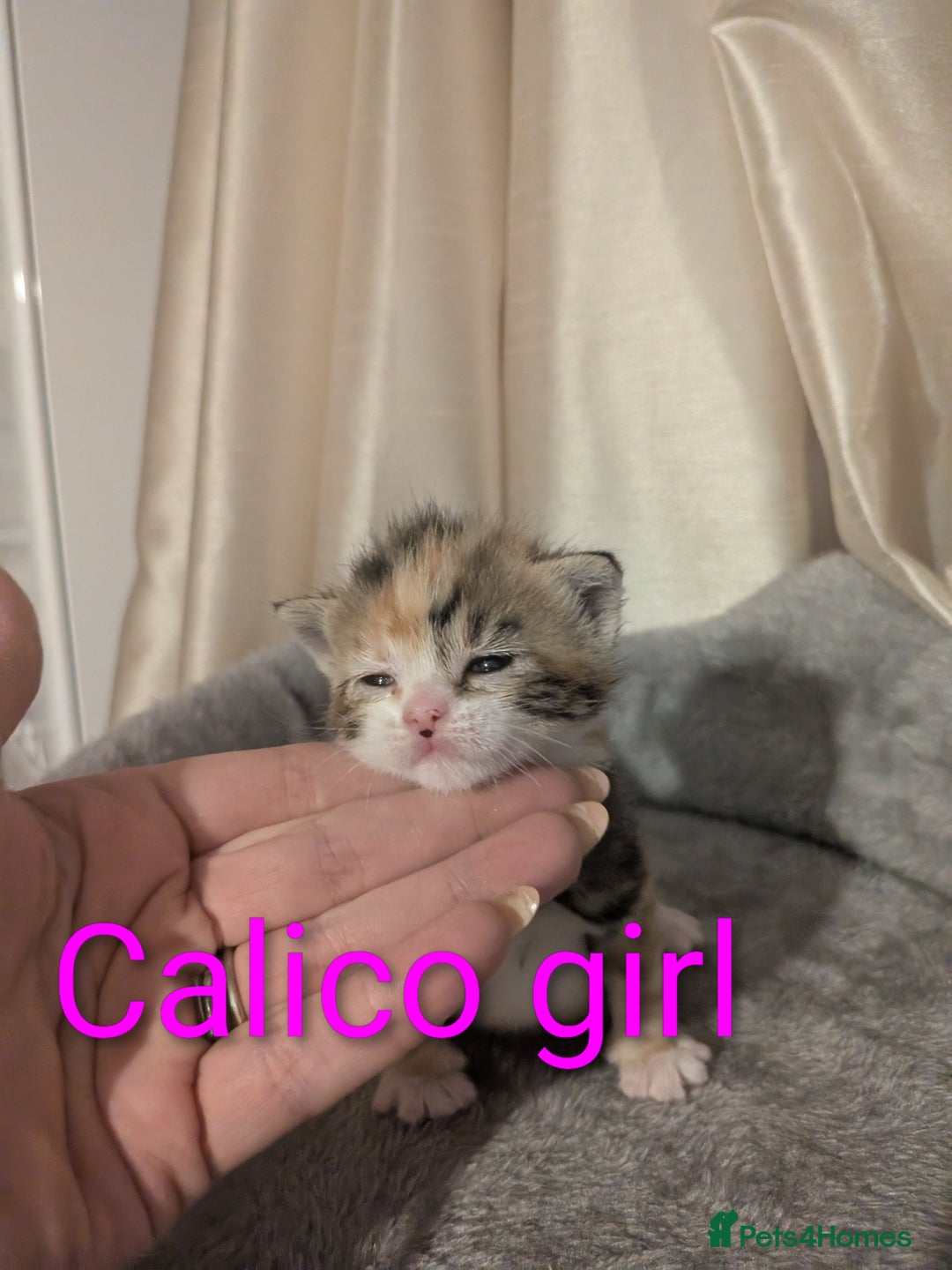 Mixed Breed cats for sale: Playful kittens  - Image 6