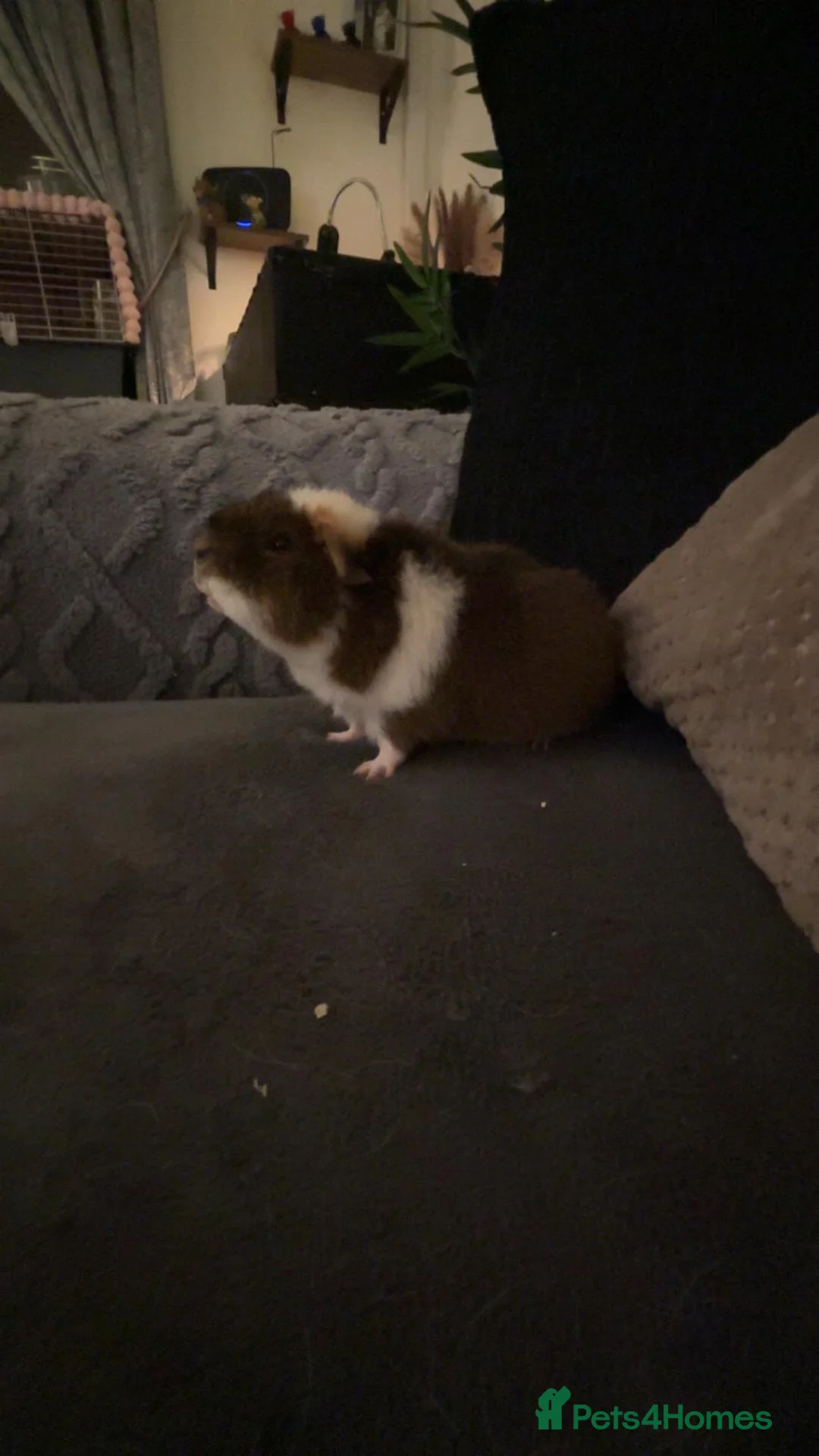 Guinea Pig rodents for sale: 2 male teddy bear  - Advert 4